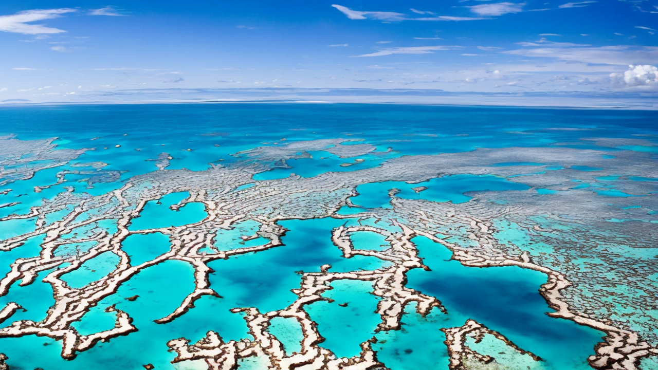Coral Reefs Thrived in Warm, High-CO2 Conditions, Study Finds